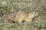 European Ground Squirrel   Spermophilus citellus