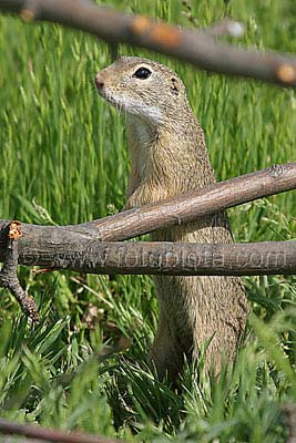    Spermophilus citellus