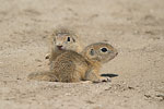    Squirrel Spermophilus citellus