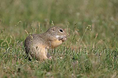    Spermophilus citellus