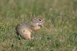 European Ground Squirrel   Spermophilus citellus