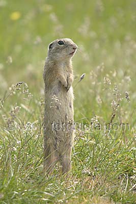    Spermophilus citellus