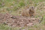    Squirrel Spermophilus citellus