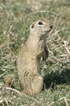 European Ground   Squirrel Spermophilus citellus