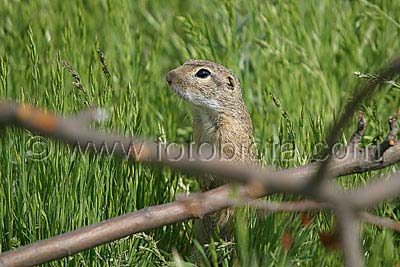    Spermophilus citellus