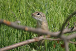    Squirrel Spermophilus citellus