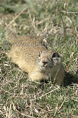    Spermophilus citellus