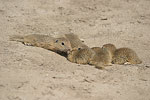 European Ground Squirrel   