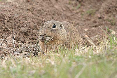    Spermophilus citellus