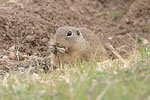    Squirrel Spermophilus citellus