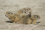 European Ground Squirrel   Spermophilus citellus