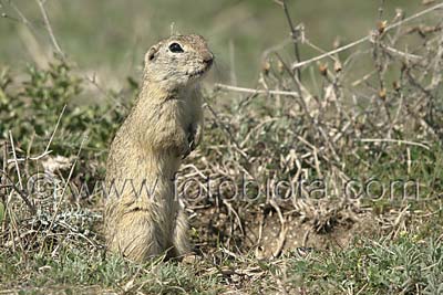    Spermophilus citellus