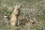    Squirrel Spermophilus citellus