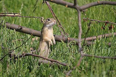    Spermophilus citellus