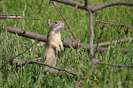    Squirrel Spermophilus citellus