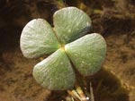 European Waterclover   Marsilea quadrifolia