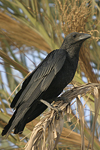 Fan-tailed Raven   