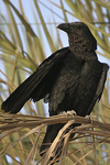     Corvus rhipidurus