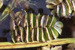 Floating Watermoss   Salvinia natans