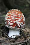 Fly Agaric    Amanita muscaria