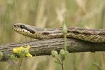 Four-lined Snake   Elaphe quatuorlineata