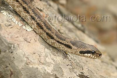   ()   Elaphe quatuorlineata