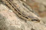 Four-lined Snake   Elaphe quatuorlineata