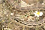 Four-lined Snake   Elaphe quatuorlineata