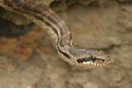 Four-lined Snake   Elaphe quatuorlineata