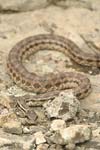 Four-lined Snake   Elaphe quatuorlineata