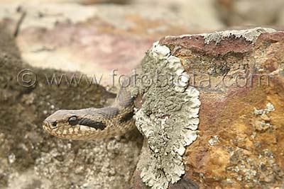 Ивичест смок (кощерица)   Elaphe quatuorlineata
