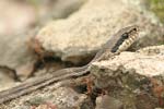 Four-lined Snake   Elaphe quatuorlineata