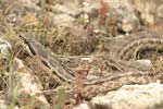 Four-lined Snake   Elaphe quatuorlineata