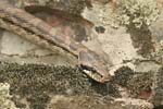 Ивичест смок (кощерица)   Elaphe quatuorlineata