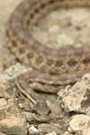 Four-lined Snake   Elaphe quatuorlineata