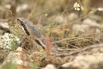 Four-lined Snake   Elaphe quatuorlineata