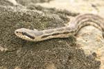 Four-lined Snake   Elaphe quatuorlineata