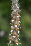     Digitalis lanata