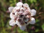 Grecian Foxglove   