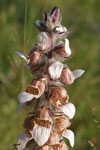     Digitalis lanata