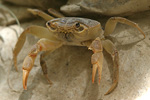 Fresh Water Crab   06.Potamon potamon