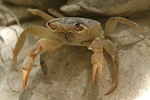 Fresh Water Crab   