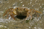 Fresh Water Crab   Potamon potamon