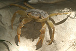 Fresh Water Crab   Potamon potamon