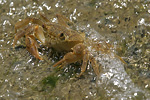 Fresh Water Crab   Potamon potamon