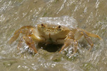 Fresh Water Crab   Potamon potamon