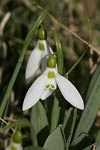 Giant Snowdrop   Galanthus elwesii