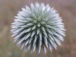 Globe Thistle   Echinops sp