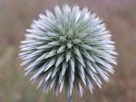 Globe Thistle   Echinops sp