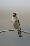 Goldfinch   